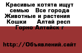 Красивые котята ищут семью - Все города Животные и растения » Кошки   . Алтай респ.,Горно-Алтайск г.